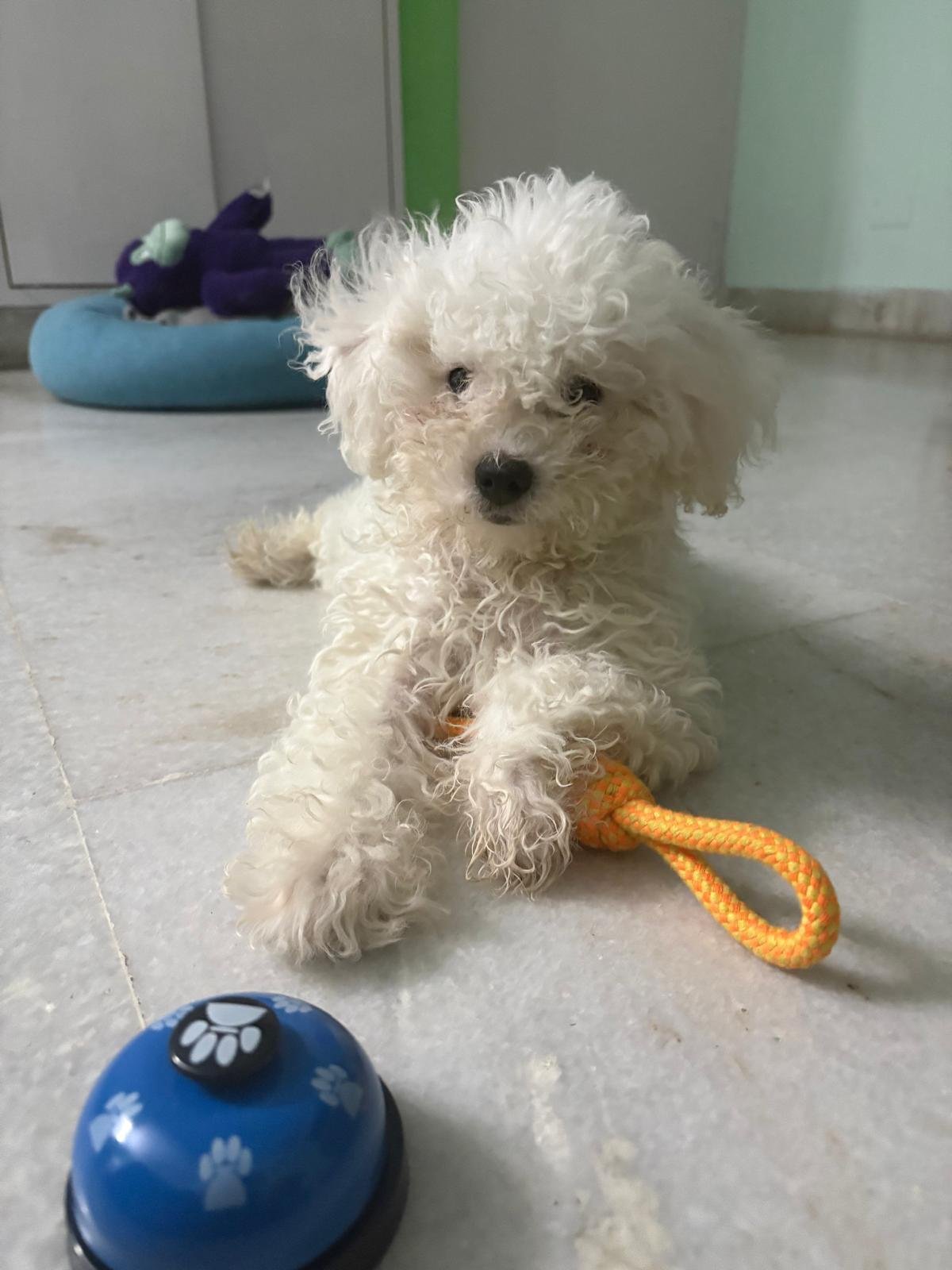 Koda